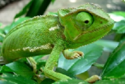 Pozor na podvodného chameleona. Tváří se jako operátor a posílá faktury